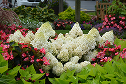 Little Lime Hydrangea (Hydrangea paniculata 'Jane') at Carleton Place Nursery