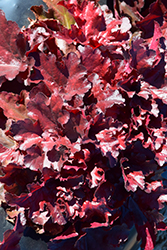 Forever Red Coral Bells (Heuchera 'Forever Red') at Carleton Place Nursery