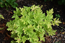 Twist of Lime Coral Bells (Heuchera 'Twist of Lime') at Carleton Place Nursery