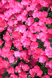 Paint The Town Magenta Pinks (Dianthus 'Paint The Town Magenta') at Carleton Place Nursery