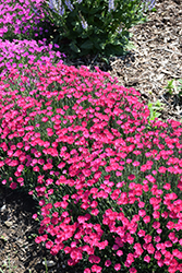 Paint The Town Magenta Pinks (Dianthus 'Paint The Town Magenta') at Carleton Place Nursery