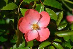Flower Carpet Coral Rose (Rosa 'Flower Carpet Coral') at Carleton Place Nursery