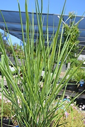 Cloud Nine Switch Grass (Panicum virgatum 'Cloud Nine') at Carleton Place Nursery