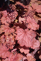 Georgia Peach Coral Bells (Heuchera 'Georgia Peach') at Carleton Place Nursery