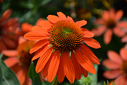 Sombrero Adobe Orange Coneflower (Echinacea 'Balsomador') at Carleton Place Nursery