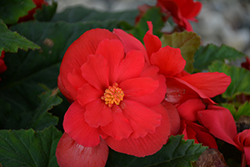 Nonstop Red Begonia (Begonia 'Nonstop Red') at Carleton Place Nursery