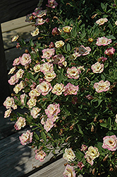 MiniFamous Double Rose Chai Calibrachoa (Calibrachoa 'MiniFamous Double Rose Chai') at Carleton Place Nursery