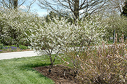 Carmine Jewel Cherry (Prunus 'Carmine Jewel') at Carleton Place Nursery