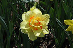 Tahiti Daffodil (Narcissus 'Tahiti') at Carleton Place Nursery