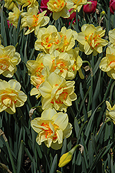 Tahiti Daffodil (Narcissus 'Tahiti') at Carleton Place Nursery