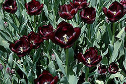 Queen of the Night Tulip (Tulipa 'Queen of the Night') at Carleton Place Nursery