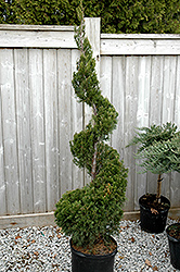 Spartan Juniper (spiral) (Juniperus chinensis 'Spartan (spiral)') at Carleton Place Nursery