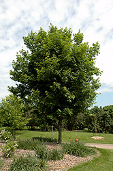 Sugar Maple (Acer saccharum) at Carleton Place Nursery