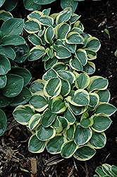 Mighty Mouse Hosta (Hosta 'Mighty Mouse') at Carleton Place Nursery