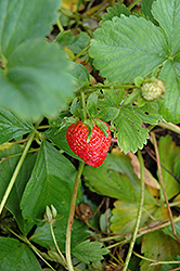 Eclair Strawberry (Fragaria 'Eclair') at Carleton Place Nursery