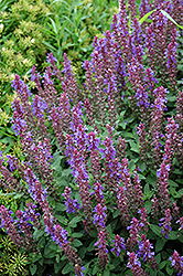 Sensation Sky Blue Meadow Sage (Salvia nemorosa 'Sensation Sky Blue') at Carleton Place Nursery