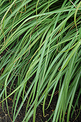 Huron Sunrise Maiden Grass (Miscanthus sinensis 'Huron Sunrise') at Carleton Place Nursery