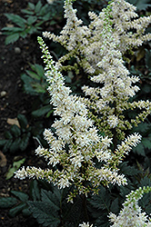 Visions in White Chinese Astilbe (Astilbe chinensis 'Visions in White') at Carleton Place Nursery