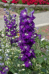 Purple Passion Larkspur (Delphinium 'Purple Passion') at Carleton Place Nursery