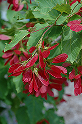 Hot Wings Tatarian Maple (Acer tataricum 'GarAnn') at Carleton Place Nursery