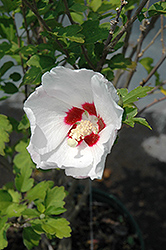Red Heart Rose Of Sharon (Hibiscus syriacus 'Red Heart') at Carleton Place Nursery