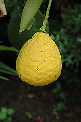 Ponderosa Lemon (Citrus 'Ponderosa') at Carleton Place Nursery