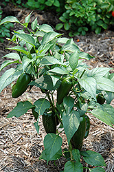 Jalapeno Pepper (Capsicum annuum 'Jalapeno') at Carleton Place Nursery
