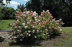 Vanilla Strawberry Hydrangea (Hydrangea paniculata 'Renhy') at Carleton Place Nursery