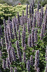 Blue Fortune Anise Hyssop (Agastache 'Blue Fortune') at Carleton Place Nursery