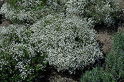 Summer Sparkles Baby's Breath (Gypsophila paniculata 'ESM Chispa') at Carleton Place Nursery