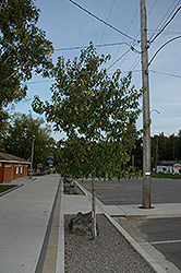 Amur Maple (tree form) (Acer ginnala '(tree form)') at Carleton Place Nursery
