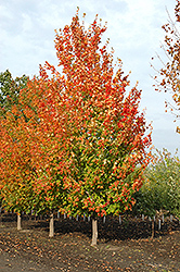 Inferno Sugar Maple (Acer saccharum 'Jeferno') at Carleton Place Nursery