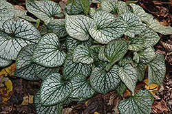 Jack Frost Bugloss (Brunnera macrophylla 'Jack Frost') at Carleton Place Nursery