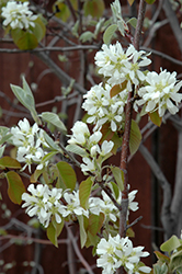 Martin Saskatoon (Amelanchier alnifolia 'Martin') at Carleton Place Nursery