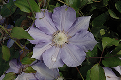 H.F. Young Clematis (Clematis 'H.F. Young') at Carleton Place Nursery