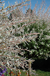 Tricolor Willow (tree form) (Salix integra 'Hakuro Nishiki (tree form)') at Carleton Place Nursery