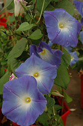 Heavenly Blue Morning Glory (Ipomoea tricolor 'Heavenly Blue') at Carleton Place Nursery