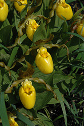 Yellow Lady's Slipper (Cypripedium parviflorum) at Carleton Place Nursery