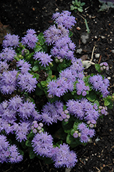 Blue Danube Flossflower (Ageratum 'Blue Danube') at Carleton Place Nursery