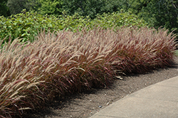 Purple Fountain Grass (Pennisetum setaceum 'Rubrum') at Carleton Place Nursery