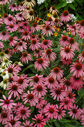 Cheyenne Spirit Coneflower (Echinacea 'Cheyenne Spirit') at Carleton Place Nursery
