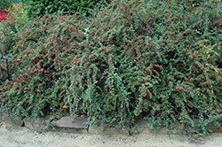 Cranberry Cotoneaster (Cotoneaster apiculatus) at Carleton Place Nursery