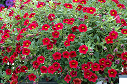 MiniFamous Compact Dark Red Calibrachoa (Calibrachoa 'MiniFamous Compact Dark Red') at Carleton Place Nursery