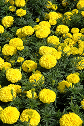 Perfection Yellow Marigold (Tagetes erecta 'Perfection Yellow') at Carleton Place Nursery