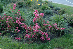 Sonic Bloom Pink Reblooming Weigela (Weigela florida 'Bokrasopin') at Carleton Place Nursery