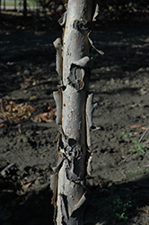 Admiration Oak (Quercus 'Jefmir') at Carleton Place Nursery