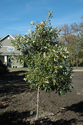 Admiration Oak (Quercus 'Jefmir') at Carleton Place Nursery