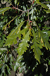 Admiration Oak (Quercus 'Jefmir') at Carleton Place Nursery