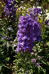 Delgenius Breezin Larkspur (Delphinium 'Breezin') at Carleton Place Nursery