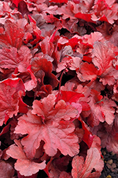 Forever Red Coral Bells (Heuchera 'Forever Red') at Carleton Place Nursery